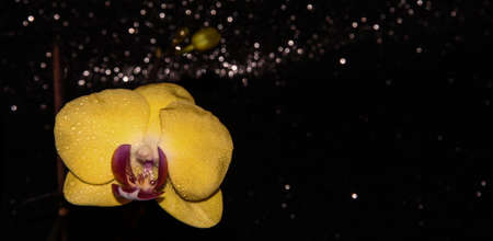 Yellow Orchid on a shiny black background. Flower on a dark background.の写真素材