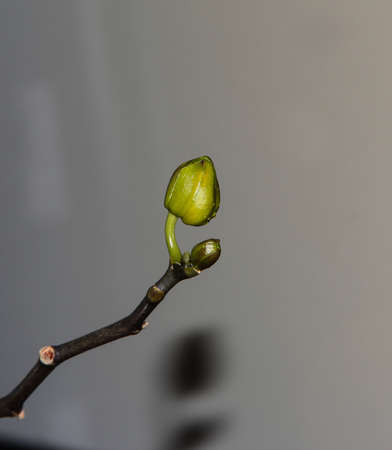 Closed green Orchid Bud on a light background.の写真素材