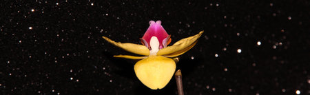 Yellow Orchid on a shiny black background. Flower on a dark background.