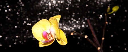 Yellow Orchid on a shiny black background. Flower on a dark background.の写真素材