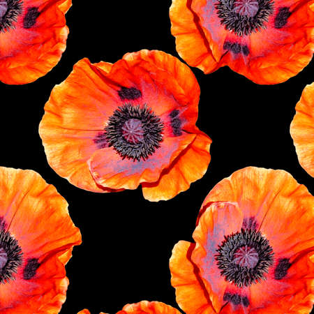 A blossoming Bud of a red poppy. Flower pattern. Background of flowers. Red poppy on a black background.の写真素材