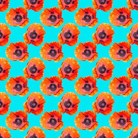 A blossoming Bud of a red poppy. Flower pattern. Background of flowers. Red poppy on a blue background.の写真素材