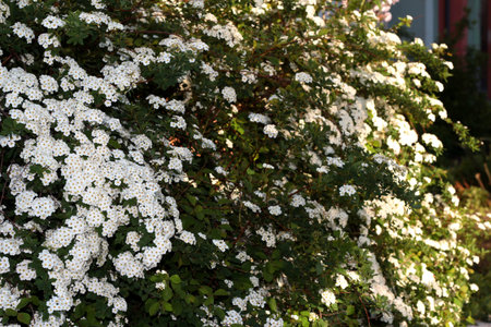 Spiraea vanhouttei. A shrub with white flowers is illuminated by the sun.