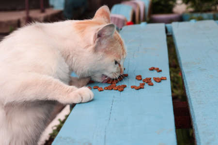 The cat stands on its hind legs and eats food. A stray cat.の写真素材