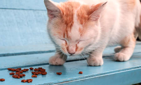 Hungry homeless white cat eats food. On a blue bench, a spotted cat is eating food.の写真素材