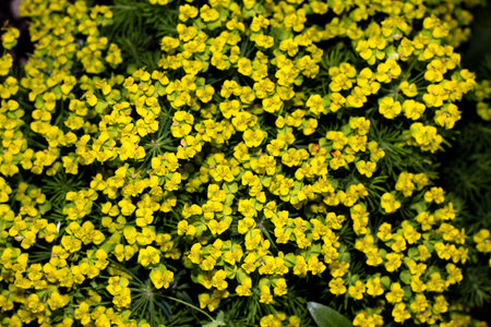 A glade of yellow flowers. Blooming bright colors. The texture of the flowers