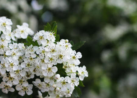 Small white flowers on a green background. Flowering trees. Flower background. Spring awakening.の写真素材