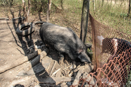 A huge pig with black fur. Pig in the pen.の写真素材