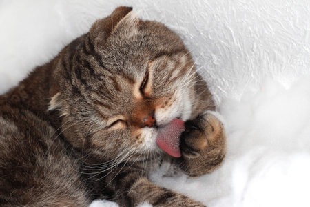 The tabby cat is washing. Home fuzzy.の写真素材