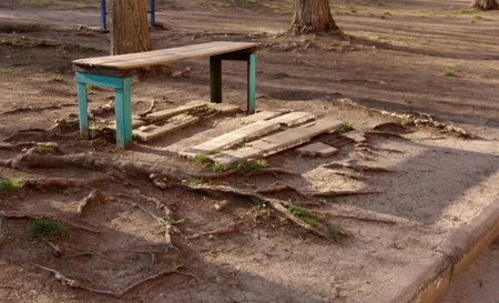 A wooden bench stands on the roots of a tree.の写真素材