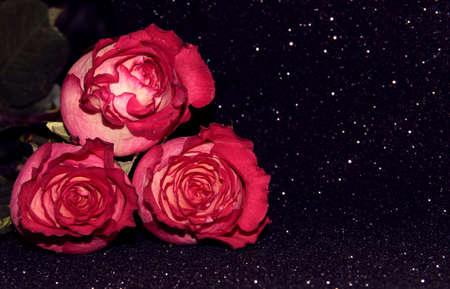 Flower buds on a black background with highlights.の写真素材