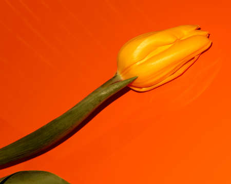 One yellow Tulip on an orange background. Flower with stemの写真素材
