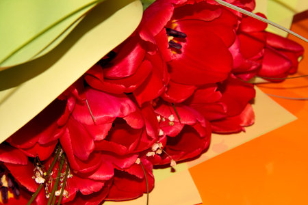 Red open tulips on an orange background. Gorgeous spring flowers. Bouquet for the woman you love