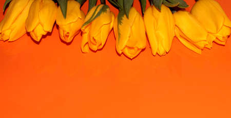 Yellow tulips on an orange table. Bright colorsの写真素材