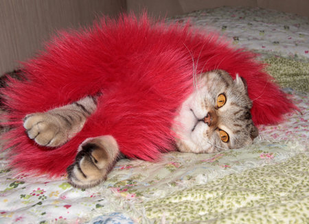 Cat in red fur. Glamorous bow for pet