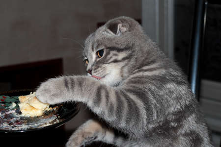 Kitten eats cake. The cat eats the sweets. The blue kitten.の写真素材