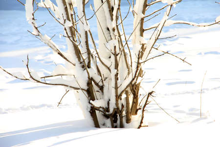Tree branches in the snow. The drifts of snow.の写真素材