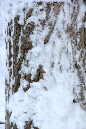 The texture of the bark of the tree with snow. Snow-covered tree.の写真素材