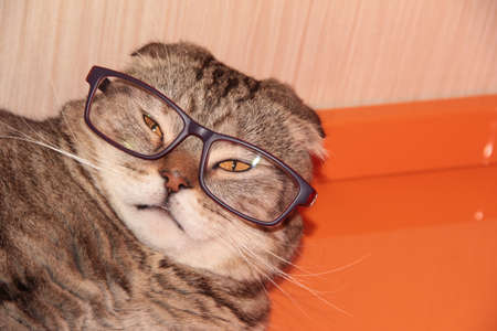 The cat is wearing glassesの写真素材