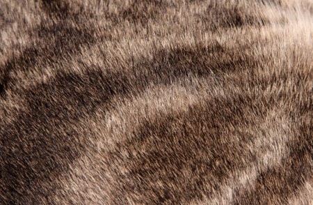 The texture of the hair tabby