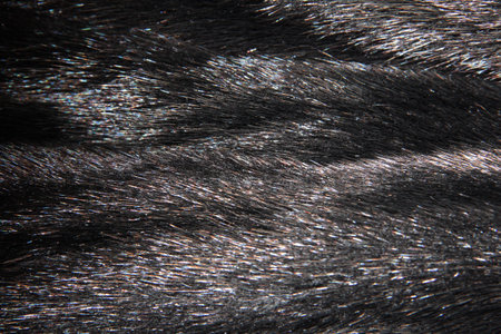 Black mink fur with drapery
