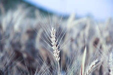 Cool color tones of wheatの写真素材