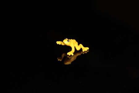 Yellow toad on a black backgroundの写真素材