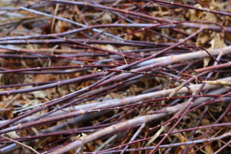 thin branches lie on the pile