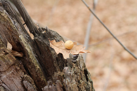 cocoon of oak tree GALL on a STUMP