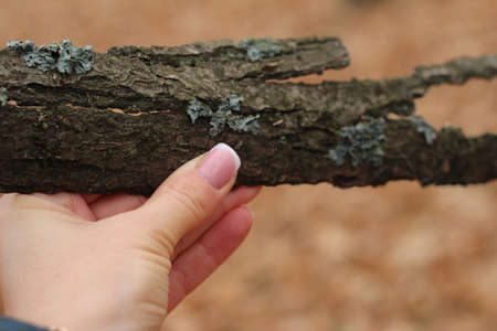 tree bark in a woman's handの写真素材