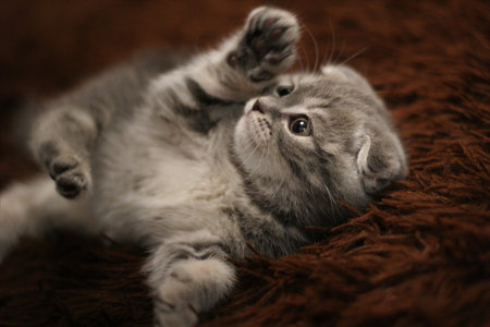 the blue kitten Scottish fold cats lying on his back