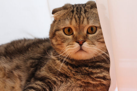 Fat Catの写真 イラスト素材一覧 10 042件 ストックフォトのamanaimages Plus