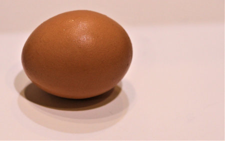 beige egg on a light backgroundの写真素材