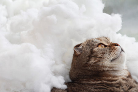 The tabby cat looks up. Cat on a light background.の写真素材