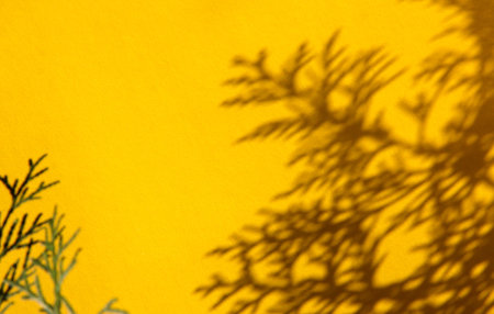 Shadow of a plant on a bright background. Twigs of green thuja on a yellow background.