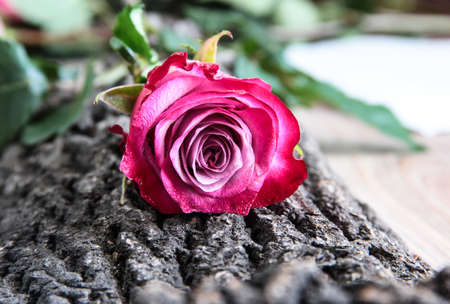 One rose on the bark of a tree. Flower on a textured background.の写真素材