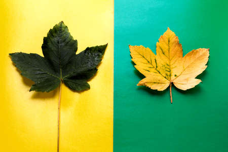 Green and yellow leaf on a bright contrasting background ..の写真素材