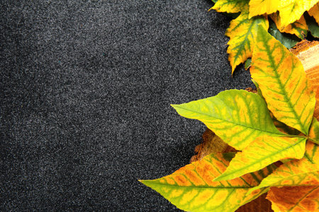 Yellow leaves on a black textured background.