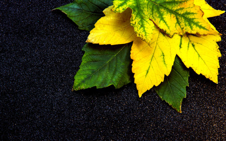 Green and yellow leaves on a black background.