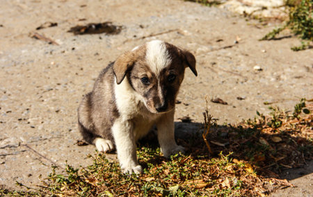 Cute little puppy of a stray dog.