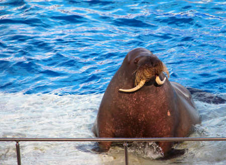 Fat walrus in the pool. A mammal outside the will.の写真素材