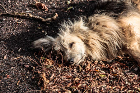 A stray dog is lying on the dry grass.の写真素材