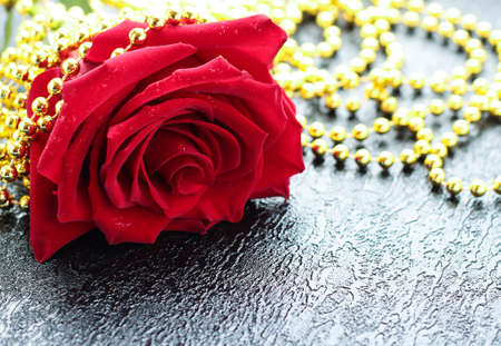 A lush red rose with drops of dew on black background with gold beads.の写真素材