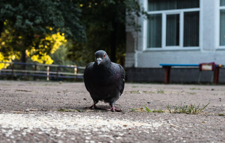 Pigeons on the street eat oatmeal porridge. Birds in autumn.の写真素材