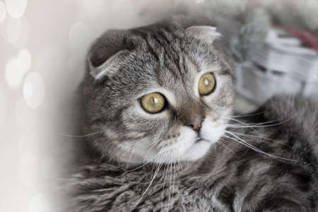 Tabby and happy cat. Christmas season 2017, new year, holidays and celebrationの写真素材