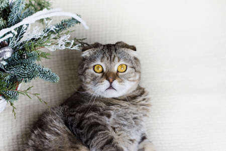 Kitten with New Year's toys and gifts on a white background.の写真素材