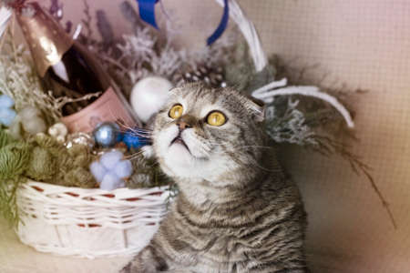 Kitten with New Year's toys and gifts on a white background.の写真素材