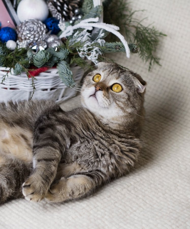 Kitten with New Year's toys and gifts on a white background.の写真素材