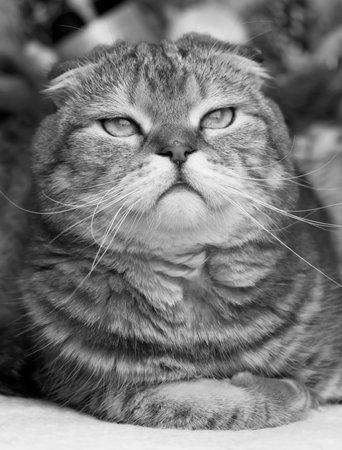 Portrait of a proud cat. Sly tabby cat.