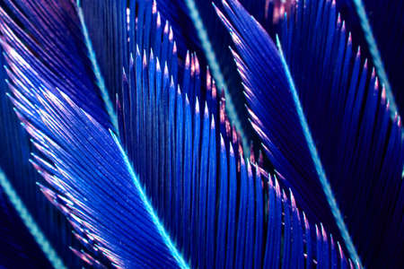 Tropical tree foliage. Leaves texture for background.の写真素材